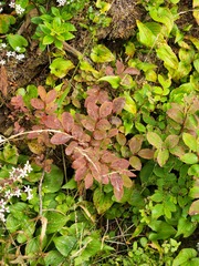 Vaccinium alaskaense