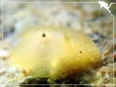 Doriopsis granulosa