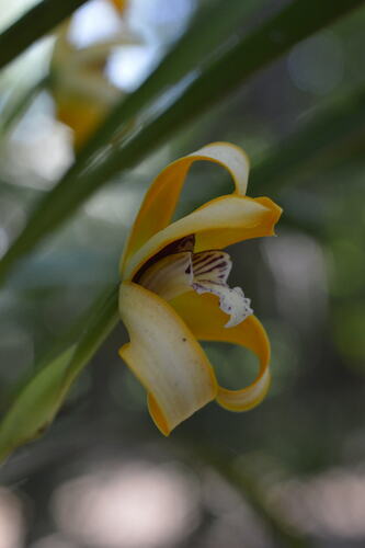 Maxillaria porphyrostele, photograph 1