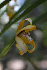 Maxillaria porphyrostele, photograph (c) E Santos Ortega, some rights reserved (CC BY)