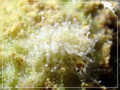Phestilla lugubris
