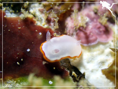 Goniobranchus rubrocornutus