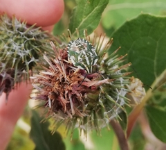 Carpocoris fuscispinus