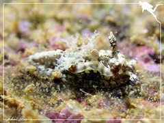 Goniodoris joubini