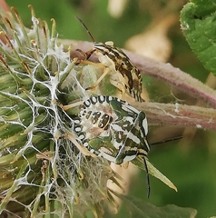 Carpocoris fuscispinus