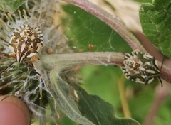 Carpocoris fuscispinus