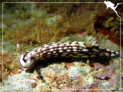 Hypselodoris whitei