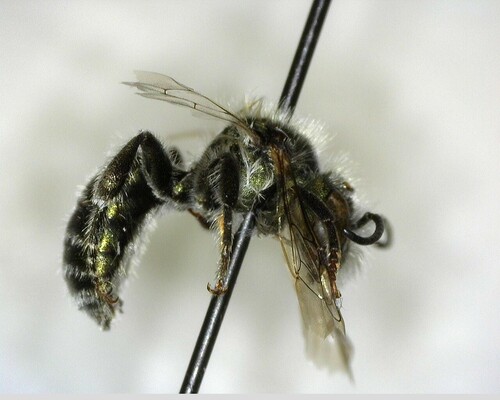 iNaturalist observation photo of Mason Bees