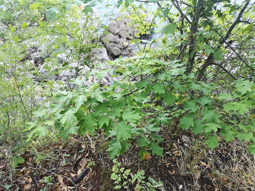 jarabina brekyňová (Torminalis glaberrima)