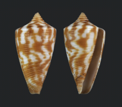 Conus dampierensis