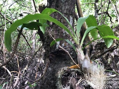 Catasetum
