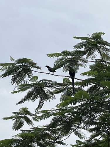 Bristle-crowned Starling (Onychognathus salvadorii), photo 4
