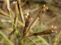Dianthus superbus