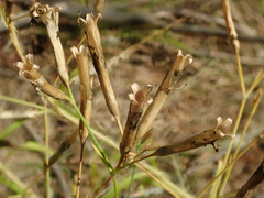 Dianthus superbus