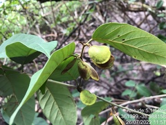 Dalbergia ecastaphyllum