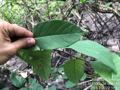 Dalbergia ecastaphyllum