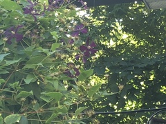 Clematis viticella
