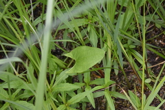 Sagittaria cuneata