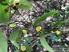 Dalbergia ecastaphyllum