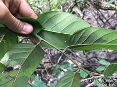 Dalbergia ecastaphyllum