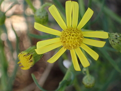 Senecio inaequidens