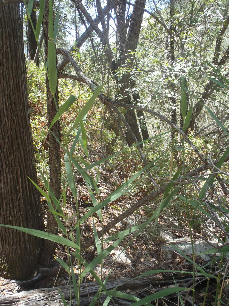 common reed from Pima County, AZ, USA on July 21, 2022 at 01:11 PM by ...