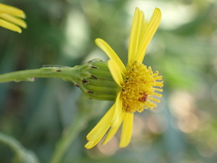 Senecio inaequidens