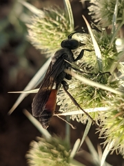 Sphex flavipennis