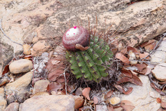 Melocactus ernestii