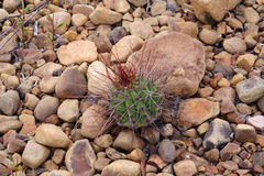 Melocactus ernestii