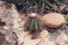 Melocactus ernestii