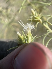 Ericameria albida