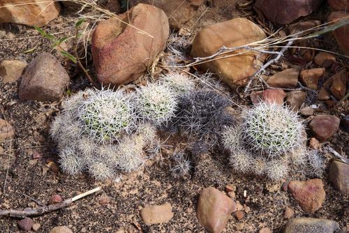Discocactus zehntneri ssp. boomianus