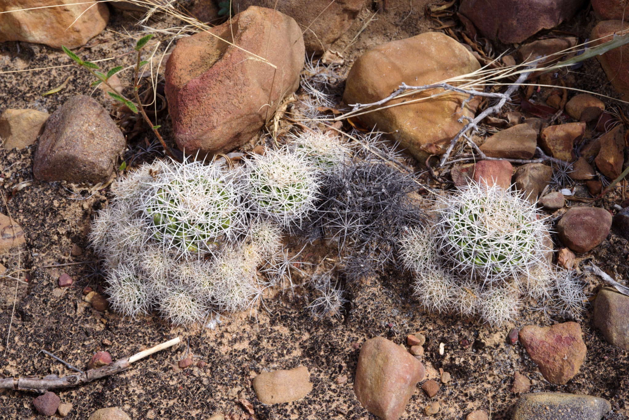 Discocactus zehntneri ssp. boomianus