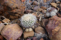 Discocactus zehntneri boomianus