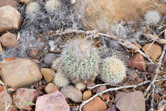 Discocactus zehntneri boomianus