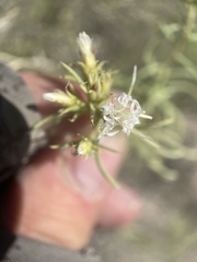 Ericameria albida