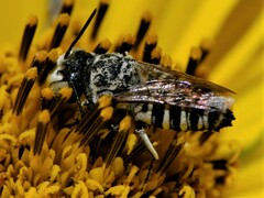 Coelioxys grindeliae