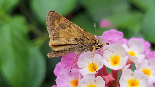 Huron Skipper photo 5