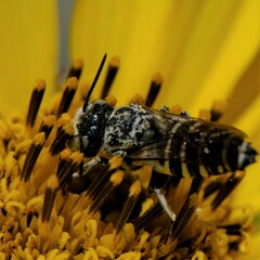 Coelioxys grindeliae