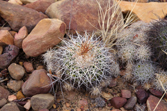 Discocactus zehntneri boomianus