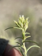 Ericameria albida
