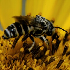 Coelioxys grindeliae