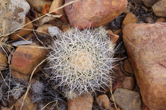 Discocactus zehntneri boomianus