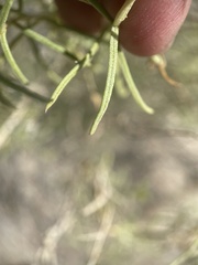 Ericameria albida