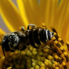 Coelioxys grindeliae