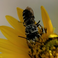 Coelioxys grindeliae