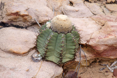 Melocactus glaucescens