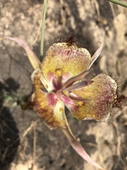 Calochortus fimbriatus