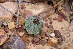 Melocactus glaucescens